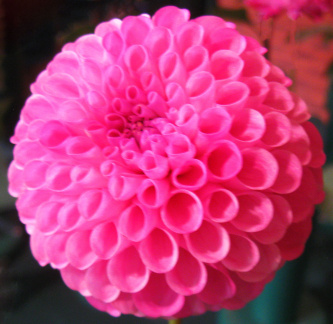 Dahlia ' 20TH AVE INGRID '  (Min.B.) Gibson  USA  2020 Greater Philadelphia D. S. Show, Longwood Gardens, USA 2022 (David Brown)